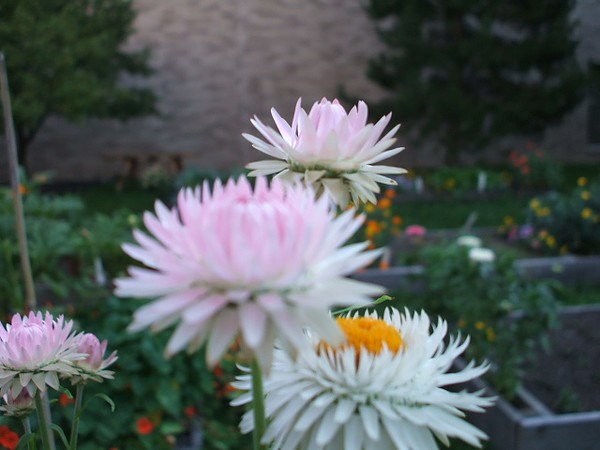 Flowers