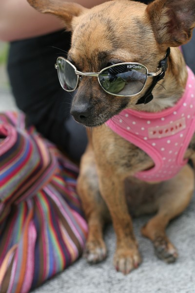 Posh Puppy