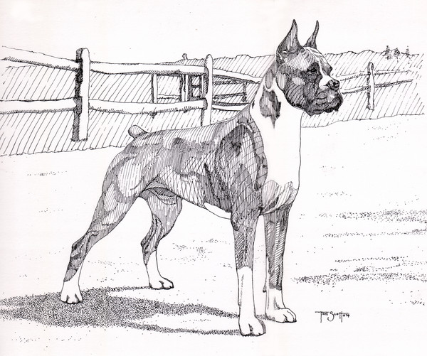 Boxer