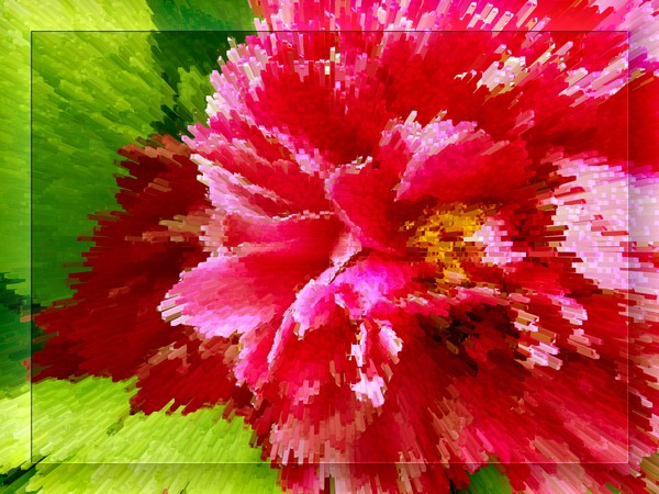 Pivoine (Two)