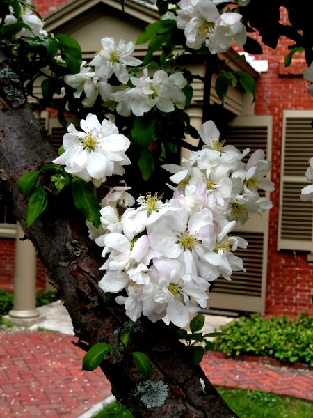 In The Village