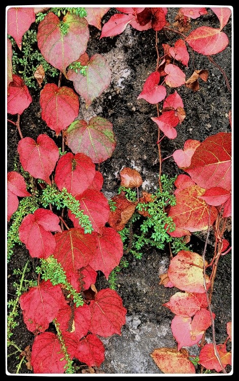 Fire Leaves