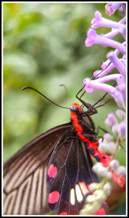 the right eye of a butterfly