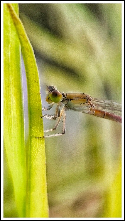damselfly