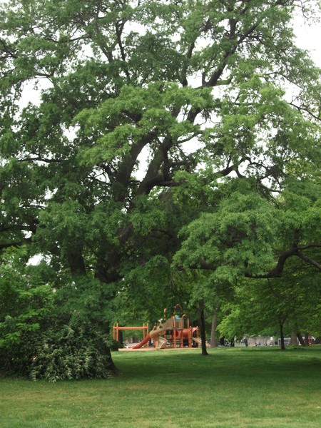 Oak Trees