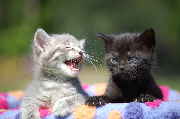 stop pulling my tail.............