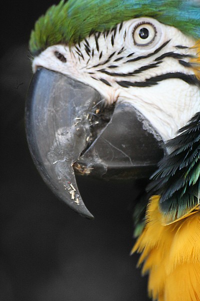A Close Macaw