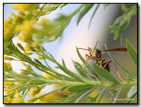 Bug's Life
