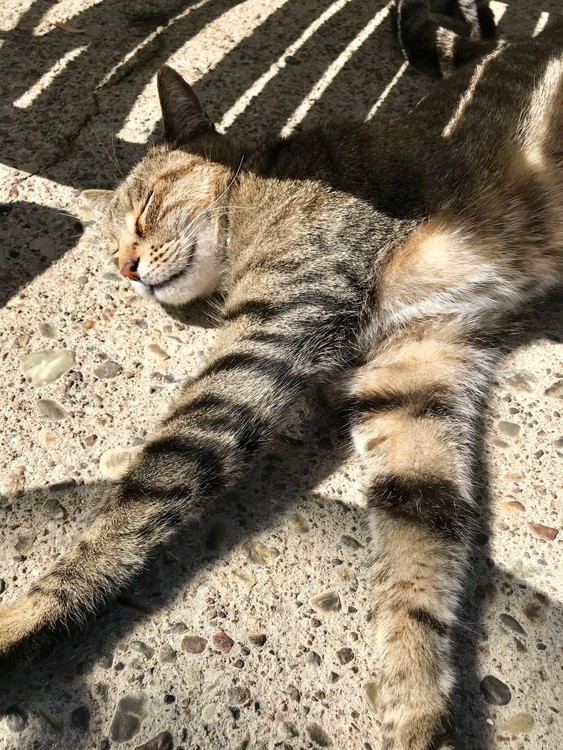 Kitty at the Pool