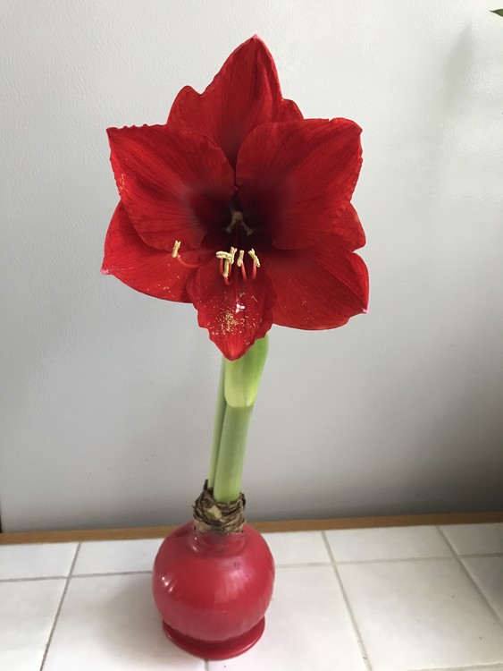 Christmas Flower