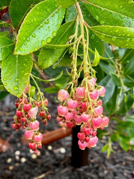 Pretty Pink Flowers