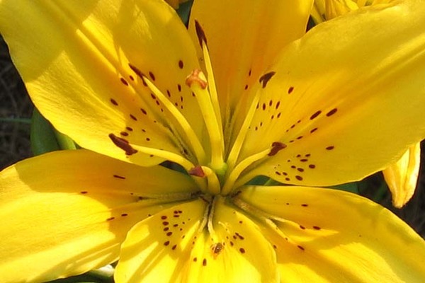 Sun Burst
