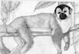 Lazy Monkey