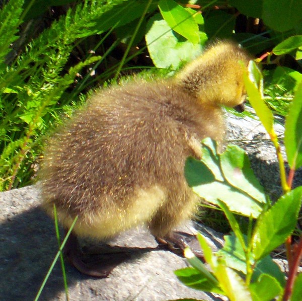 Fuzzy