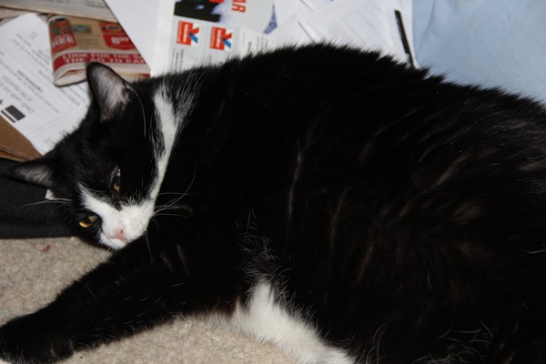 Sally Cat cozying up with a pile of bills