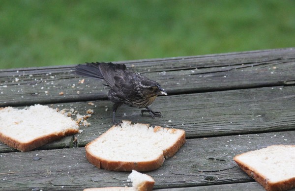 female redwing blackbird fanned tail
