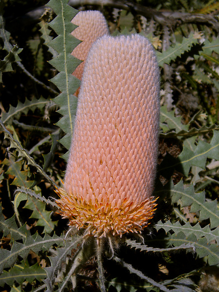 Orange Protea and Arrow-Shaped Leaves