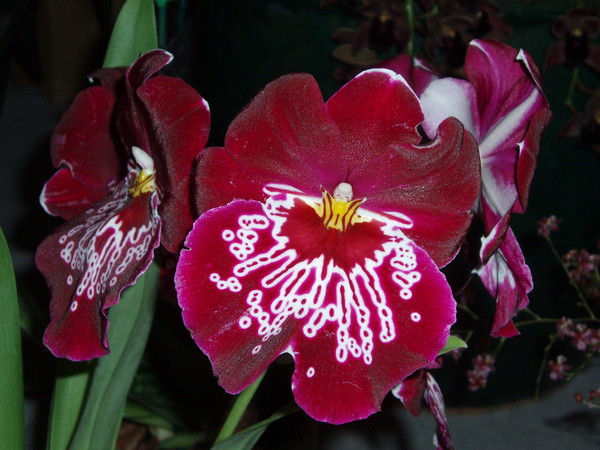 Red Orchids with White Markings