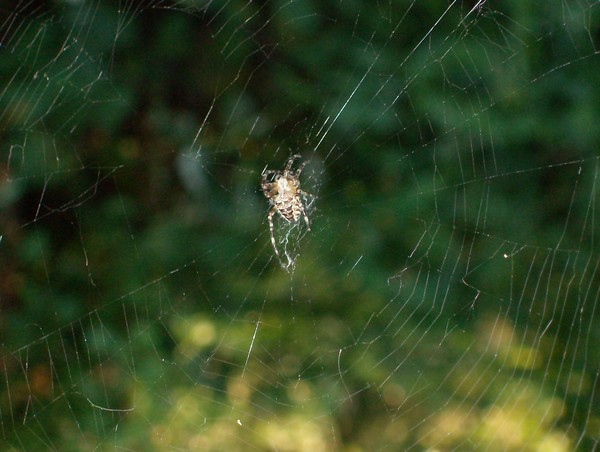 Spider Web