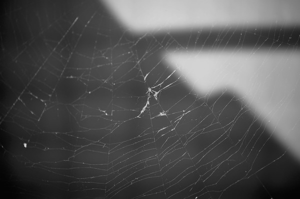 Web of Shadows