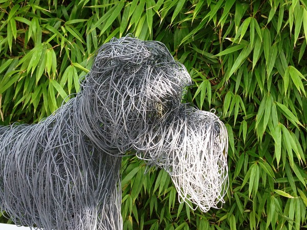 Sooty the Schnauzer