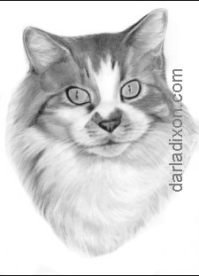 Maine Coon Cat 