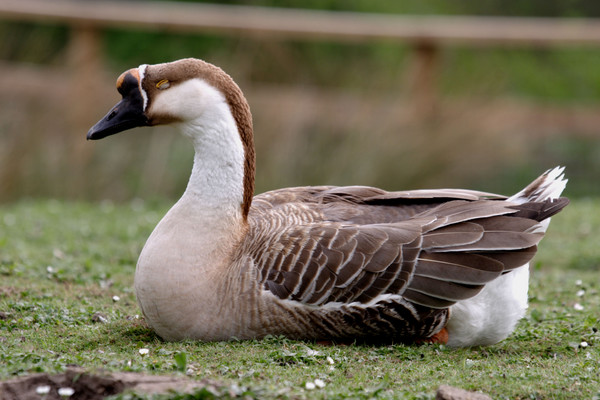 Exotic goose