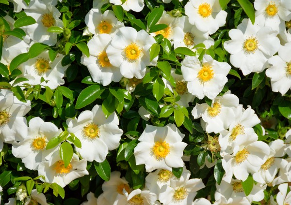 Cherokee Rose