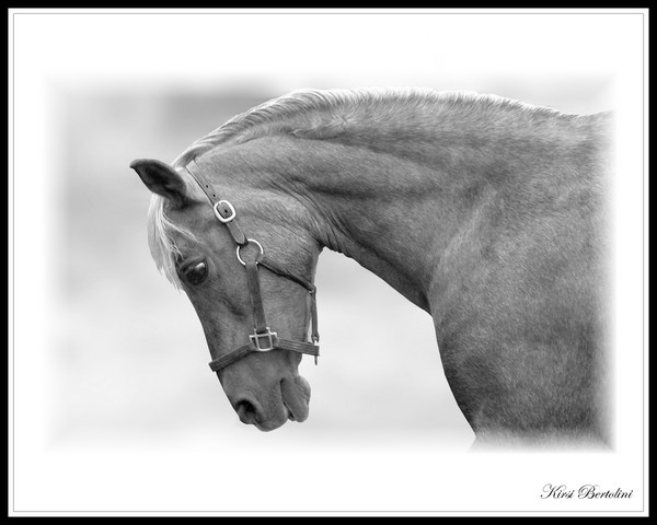 All Horse