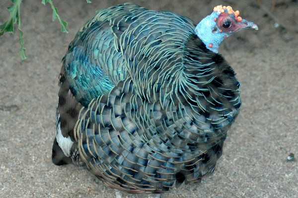 Cornhead Bird