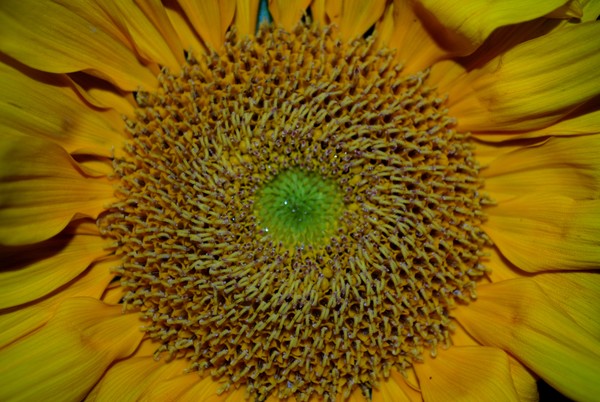 Sunflower Middle
