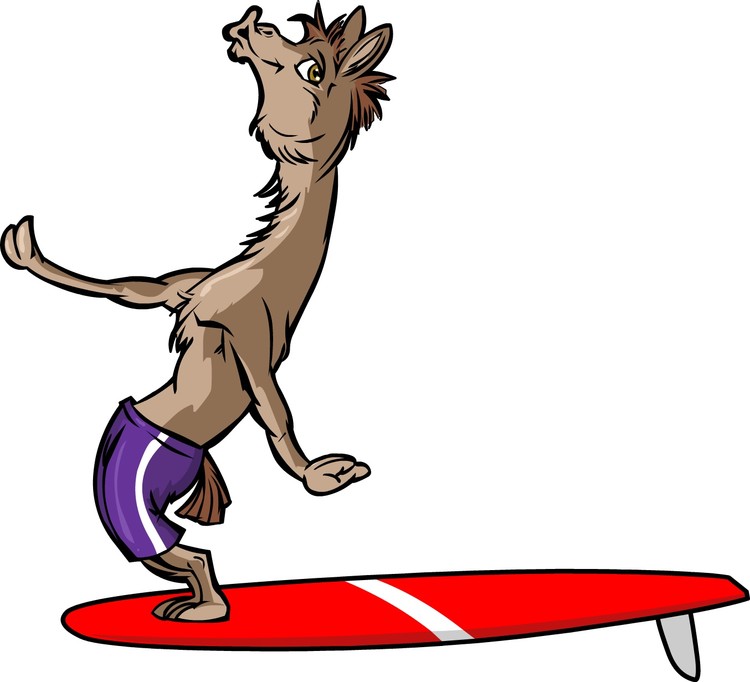 Surfing Lama