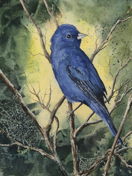 Indigo Bunting