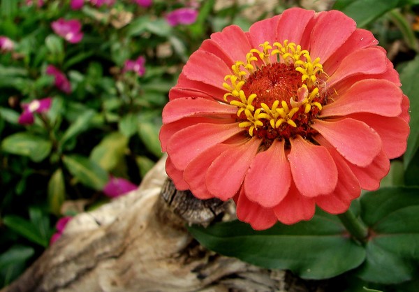 Holly's Beautiful Floral