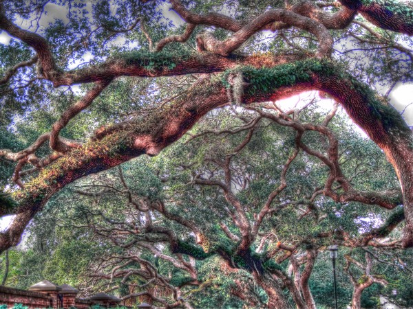 The Trees Of The St. Augustine Lighthouse 2