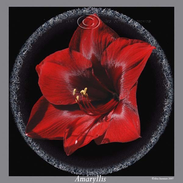 Deep Rich Red