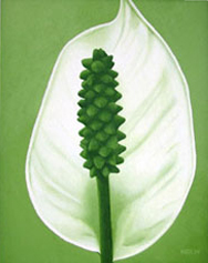 Peace Lily