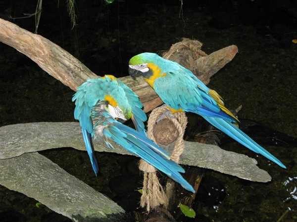 Galveston Texas-Moody gardens
