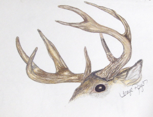 Deer antler study