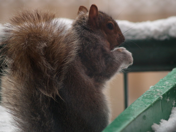 STOP... Squirrel Time!