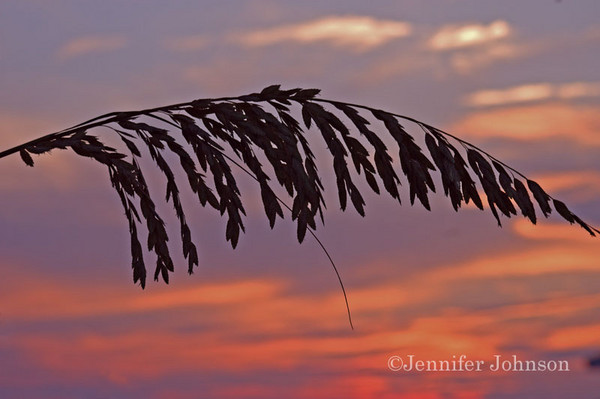 Lone Oat