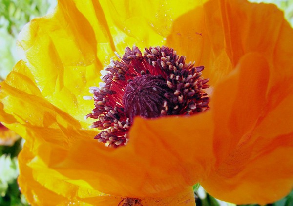 Sexy Poppy