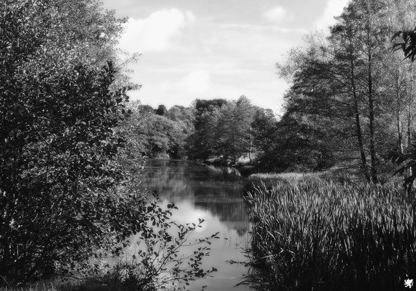 AUTUMN IN MONO