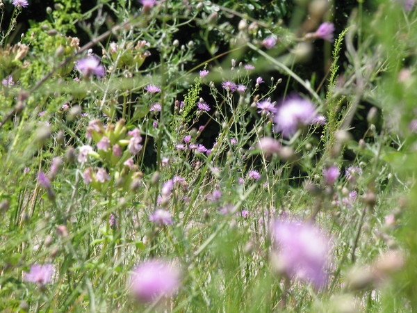 Field