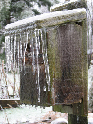 Even the Birdhouse has Ice hanging from the eaves.