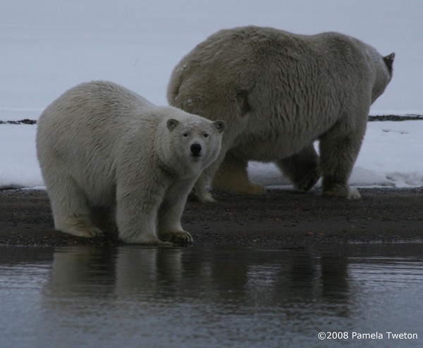 Curious Cub