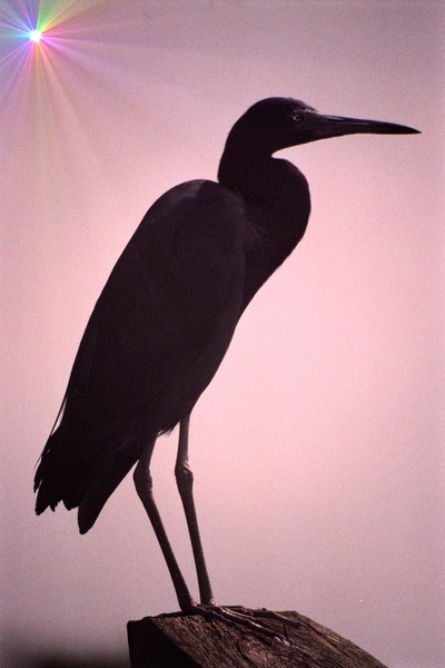 Heron in starburst