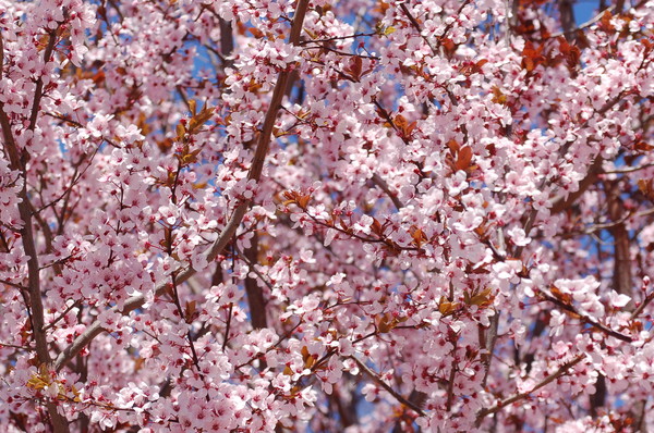 Spring has sprung