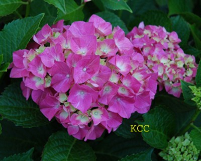 The Color Purple 5