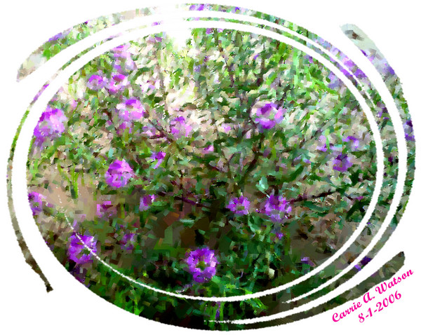 Beeplant II